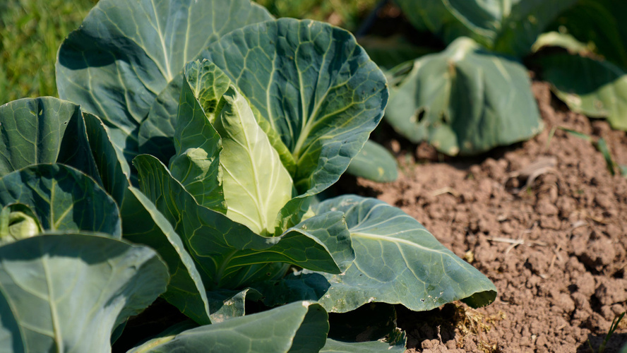 Rezeptbild für Crêpes-Torte mit Spitzkohl-Möhrenfüllung