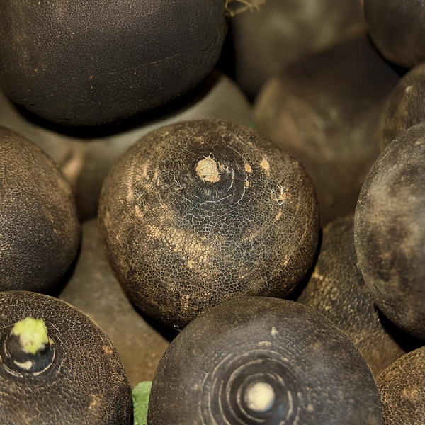 Produktfoto zu Rettich schwarz