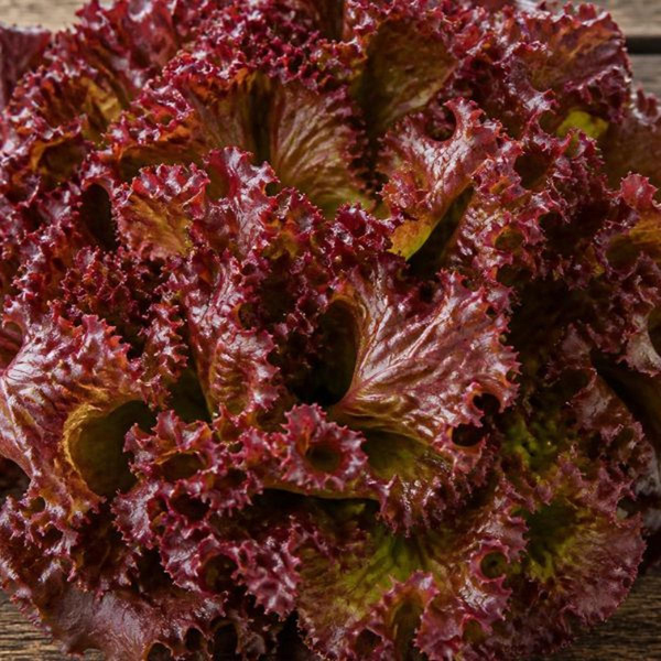 Produktfoto zu Lollosalat rot