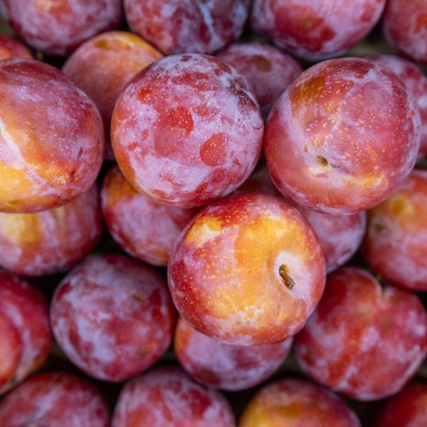 Produktfoto zu Pflaumen rot
