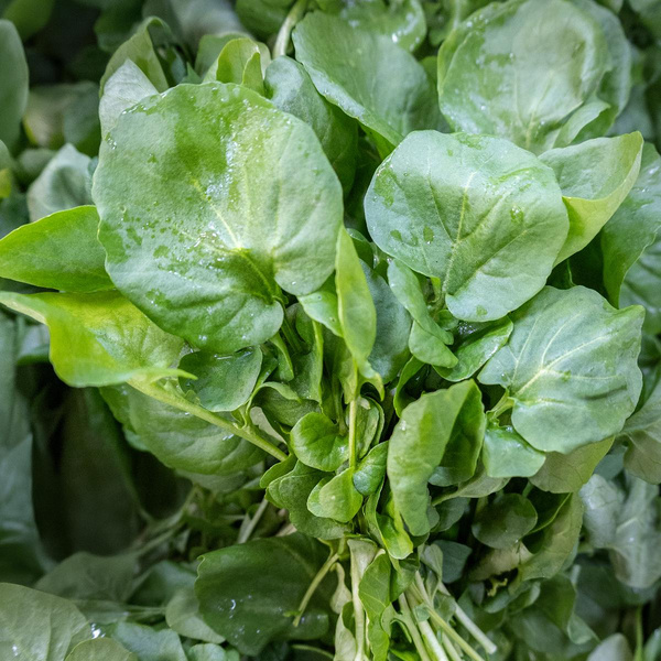 Produktfoto zu Winterkresse im Bund, ca 30g