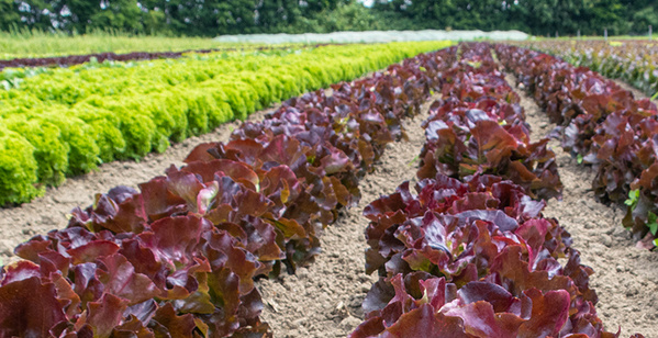 KI generiert: Reihen von Salatpflanzen auf einem Feld, mit grünem und rotem Salat in geordnetem Anbau.
