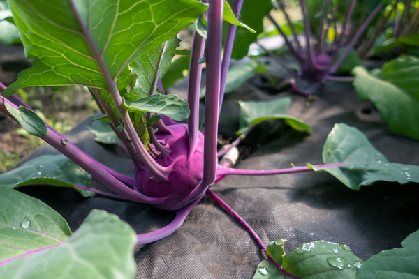 Mitarbeiter:innen in der Gärtnerei