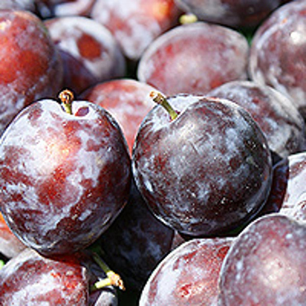 Produktfoto zu Zwetschgen