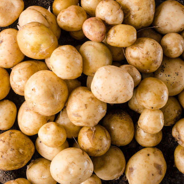 Produktfoto zu Butterkartoffeln, Drillinge 1kg