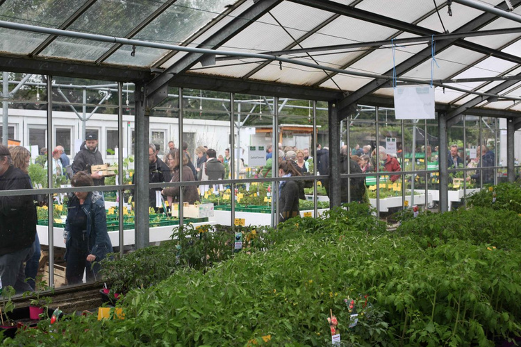 Gewächshaus mit Jungpflanzen