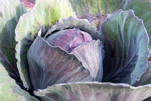 Rotkohl