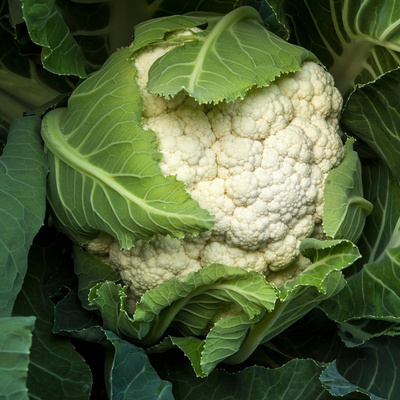Produktfoto zu Blumenkohl