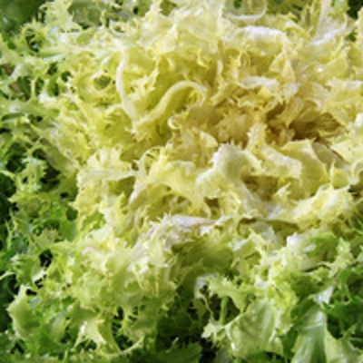 Produktfoto zu Endivien Frisèe