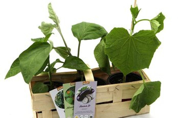 Produktfoto zu Fruchtgemüse, 3 Töpfe