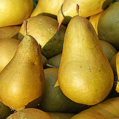 Produktfoto zu Birne der Saison