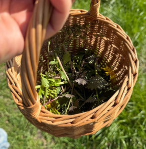 Sommer-Wildkräuterwanderung