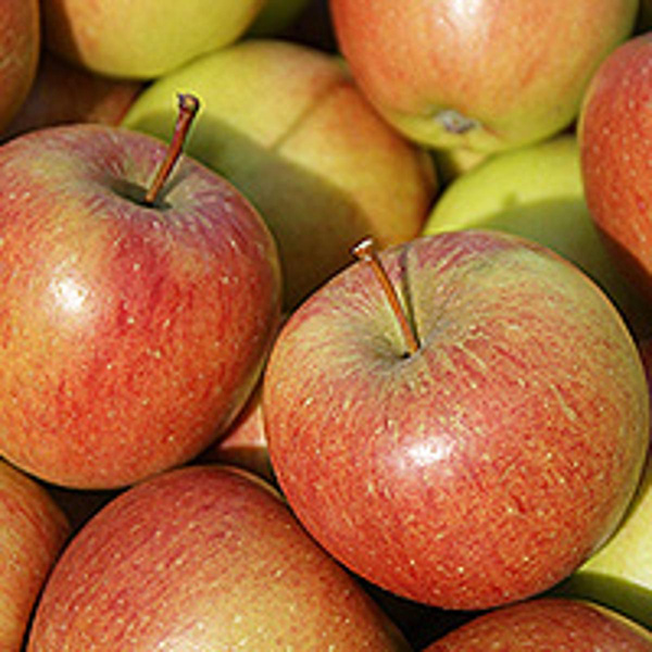 Produktfoto zu Apfel Braeburn