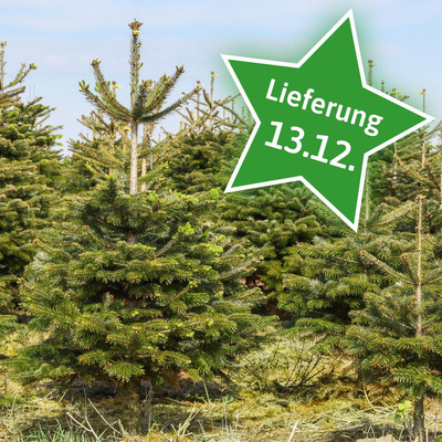 Produktfoto zu Nordmanntanne mittel  ca.1,50m bis 1,75m