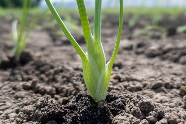 Fenchel