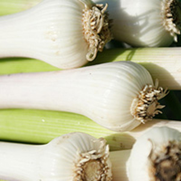 Produktfoto zu Knoblauch frisch mit Grün, ca. 100g