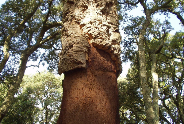 Korkeiche