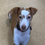 Bürohund Nala