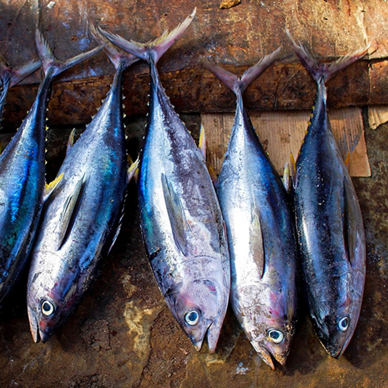Fisch zu Weihnachten