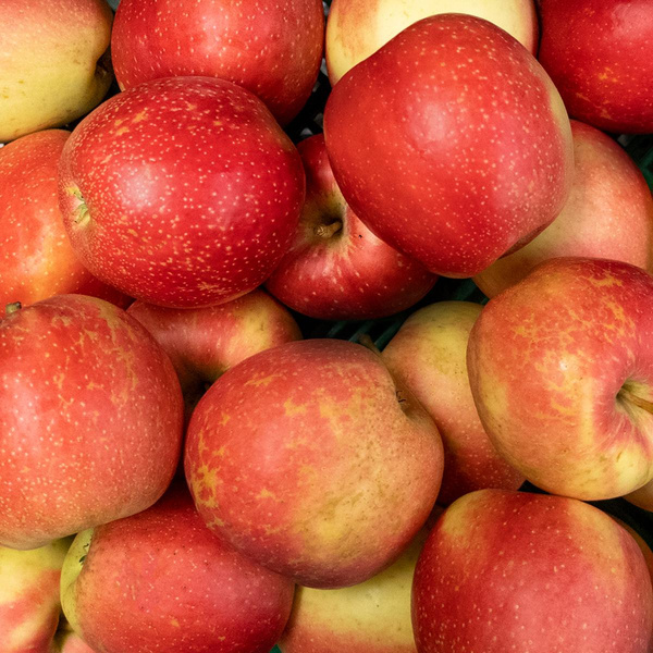 Produktfoto zu Apfel Sweetango, Neue Ernte