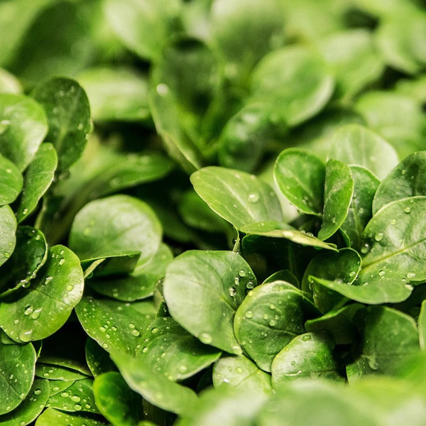 Produktfoto zu Feldsalat 500g