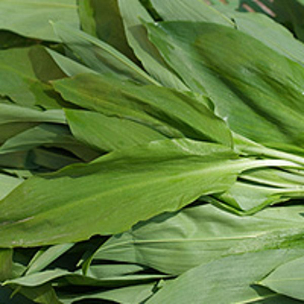 Produktfoto zu Bärlauch Bund, ca 40g