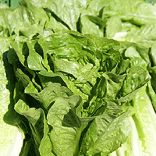 Produktfoto zu Mini Romana Salat, ca. 150-200g