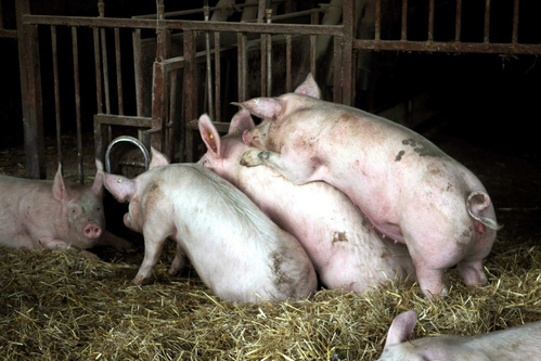 Schweine