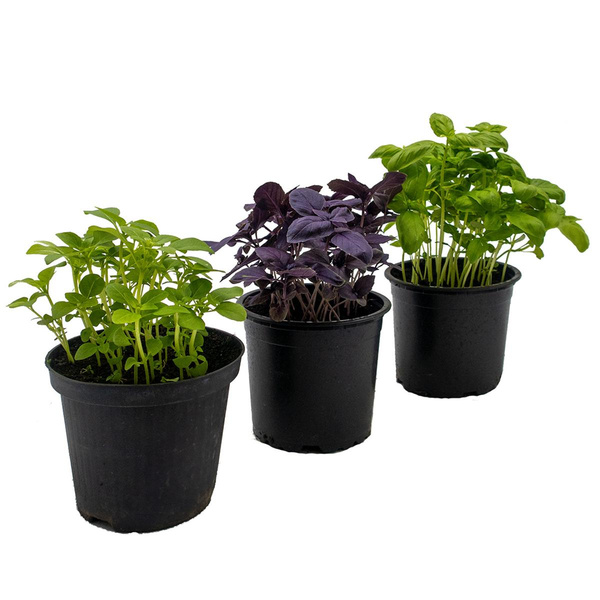 Produktfoto zu Basilikum Mix, 3 Töpfe