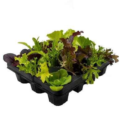 Produktfoto zu Salat Mix, 12 Stück