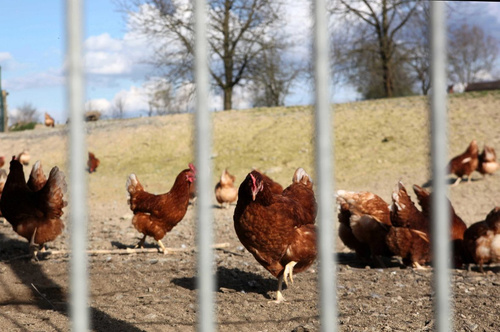 Hühner auf der Wiese