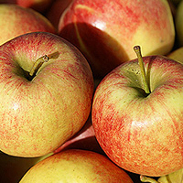 Produktfoto zu Apfel Jonagold