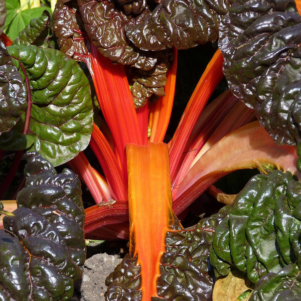 Produktfoto zu Mangold bunt