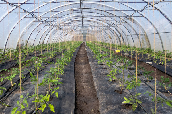 Tomaten