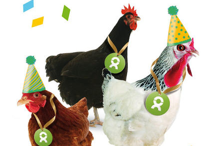 Hühner als Geschenk
