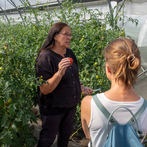 Gärtnerin und Tomaten