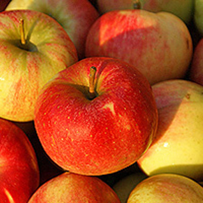 Produktfoto zu Apfel Boskoop