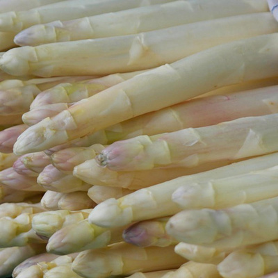 Produktfoto zu Spargel weiss_violett 16+