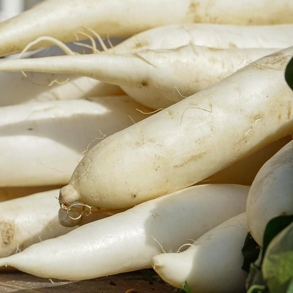 Produktfoto zu Rettich weiß, 500g+