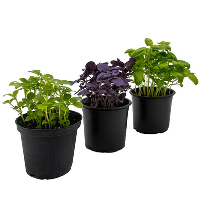Produktfoto zu Basilikum Mix, 3 Töpfe