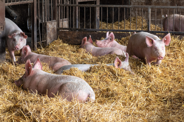 Besuch auf dem Biohof Raffenberg