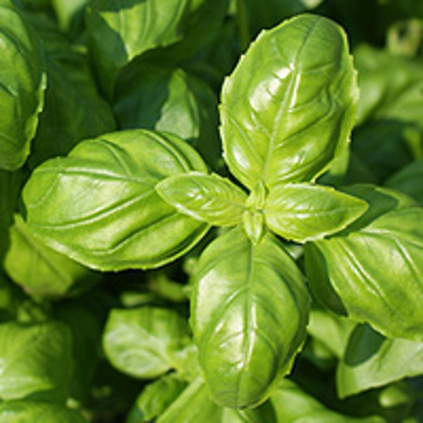 Produktfoto zu Basilikum grün, Bund