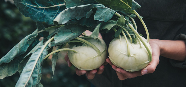 KI generiert: Zwei Kohlrabi mit Blättern werden von Händen gehalten.