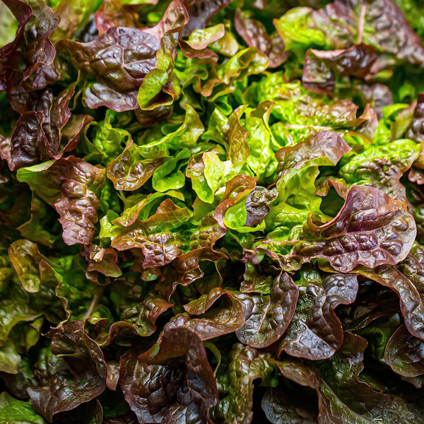 Produktfoto zu Krull_Eichblattsalat
