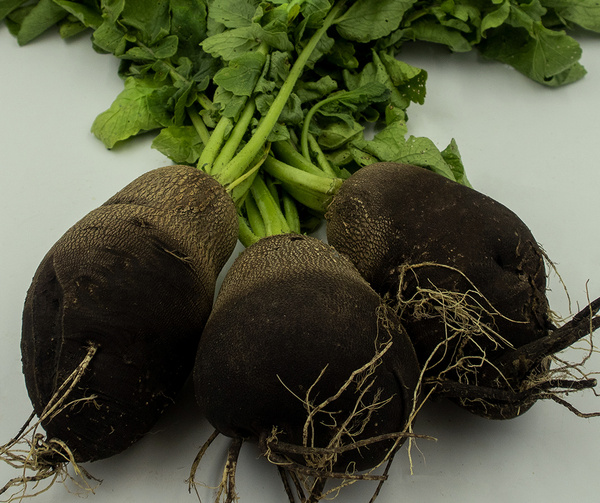 schwarzer Rettich