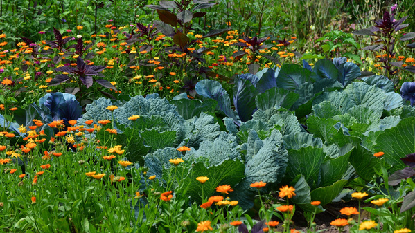 Erdbeer-Schicht-Dessert