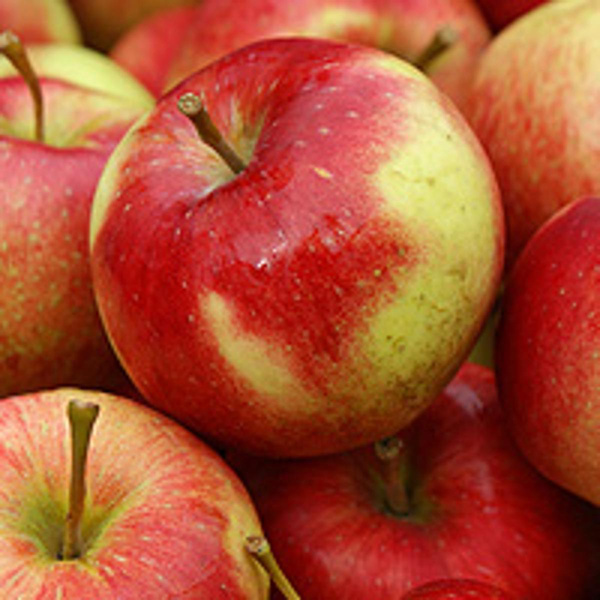 Produktfoto zu Apfel der Saison