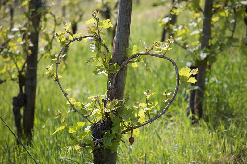 Angebot Landparty Weine