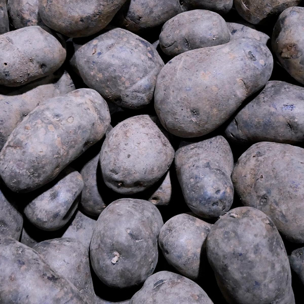 Produktfoto zu Kartoffel Blauer St. Galler