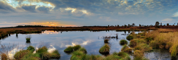 Moor